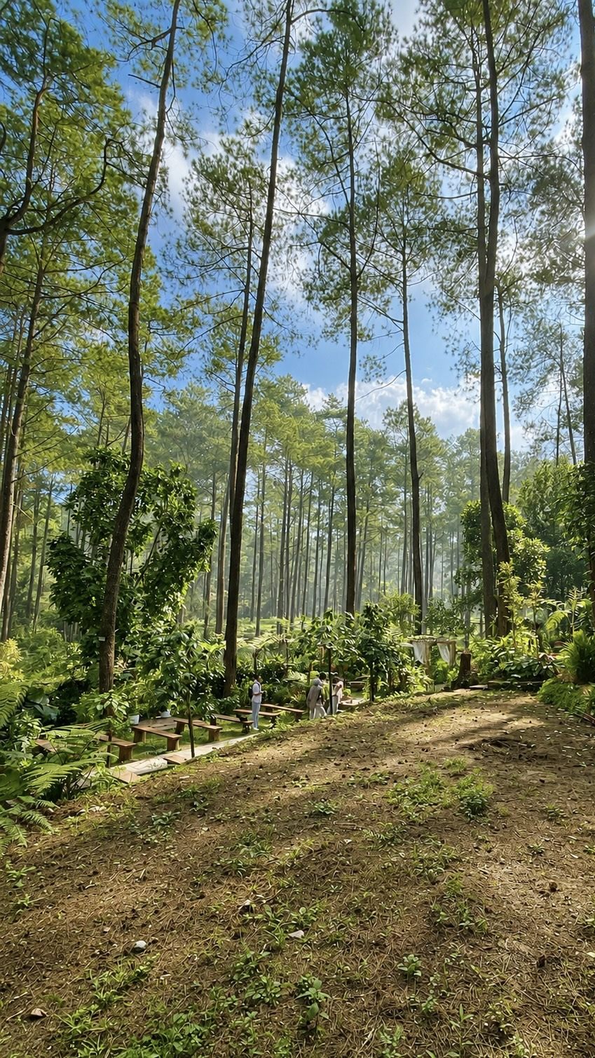 Area Gathering Pinus